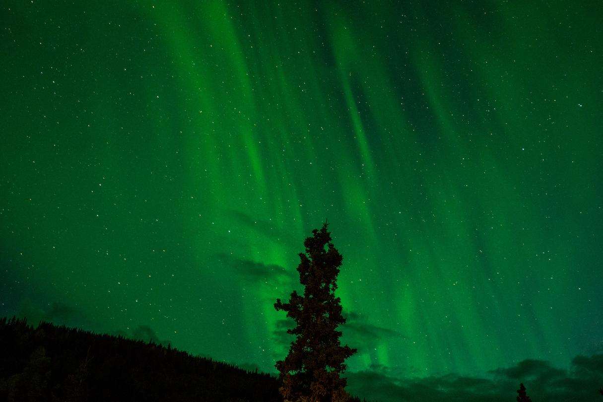 The northern lights with a pine tree in the center